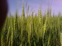 IMAG0118.webp