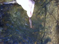 image-3541368304.webp