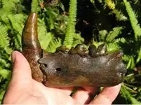 JaguarJaw.webp