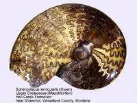 ammonite_sphenodiscus.webp
