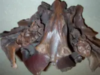 Bison skull 003.webp