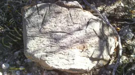 IMAG0399 (2).webp