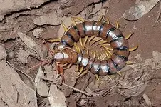 Centipede.webp