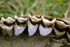 stock-photo-3926343-sheep-teeth.webp