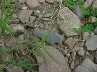 DSC00754.webp