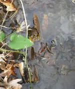 IMGP9883.webp