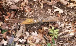 IMGP9882.webp