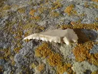 DSC00122.webp