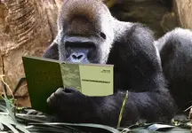 gorilla warfare.webp