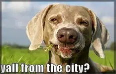 yall-rom-the-city.webp