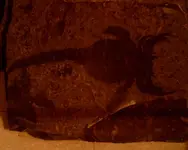 SUNP0110.webp