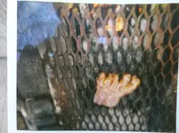 bigfoot.webp bigfoot.webp