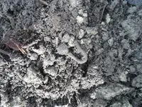 SAM_0897.webp