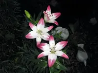 3flowersnight.webp