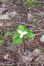 lambs tongue.webp