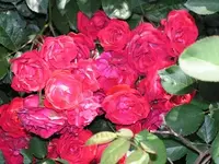 PICT0002.webp