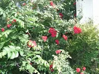 PICT0003.webp