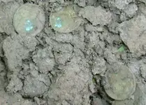 Mid May Finds 011.webp