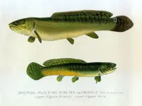 1904dentondogfish.webp