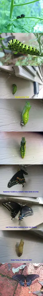 butterflysequence2.webp