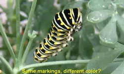 blackswallowtail caterpillarmature2.webp