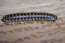 centipede.webp