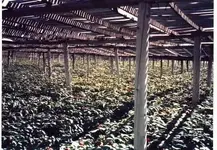 GINSENG.webp