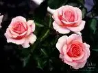 mona.webp