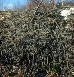 snake-mating.webp