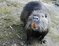 muskrat_smile.webp