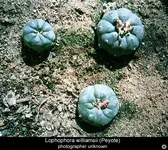 lophophora_williamsii1.webp