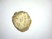 Coin.webp