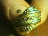 ring37.webp