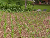 CornGrowing.webp