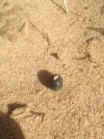 image-4120419040.webp
