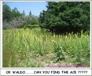 waldoace2.webp