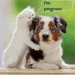 62432_590887237605781_1510942825_n.webp