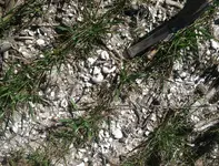 photo.webp