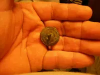 Virginia button HHUT 006.webp