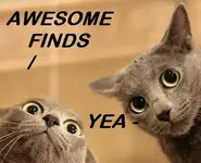 awesome-cat-cats-cool-funny-Favim_com-277131_large.webp