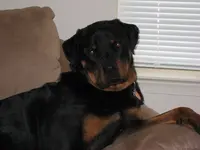 bella2.webp