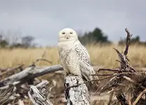 snowyowl.webp snowyowl.webp