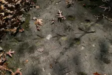 Turkey Tracks Nov 2009.webp