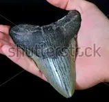 SharkTooth.webp