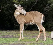 deer.webp deer.webp