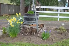 Spring3.webp Spring3.webp