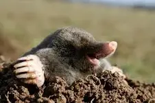 mole.webp