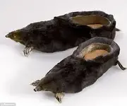 mole shoes.webp
