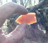 small paleo.webp