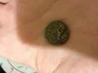 Old Coin Back.webp